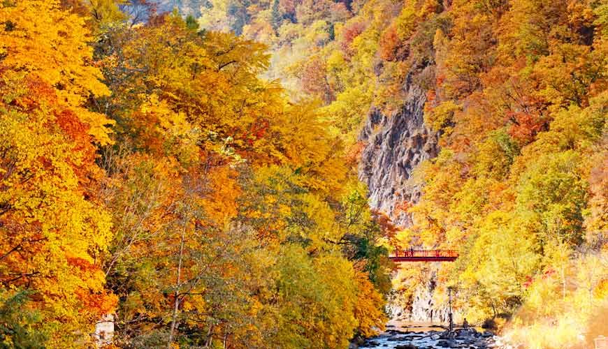 【秋季限定】北海道賞楓6日．雙溫泉．三大蟹吃到飽．定山溪+豐平川賞楓．洞爺湖溫泉面湖房．企鵝遊行