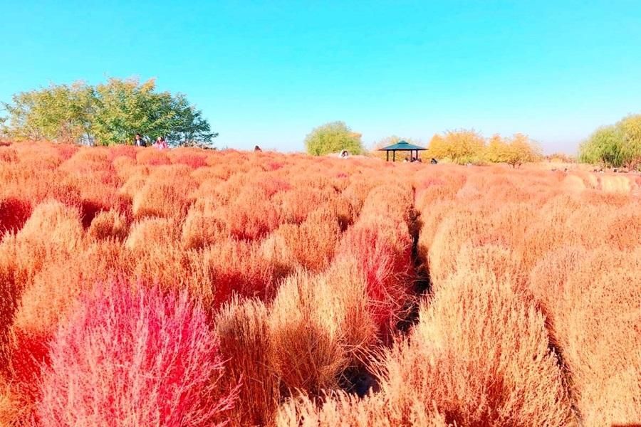 【首爾海景5日】特別升等入住海景房2日．米其林推薦滿足五香豬腳．馬場湖水公園．稻花農夫體驗DIY．和平生態公園．小王子小狐狸．星空圖書館．海龜島潮汐公園．傳統韓服體驗．樂天世界．金浦金光水路．景福宮